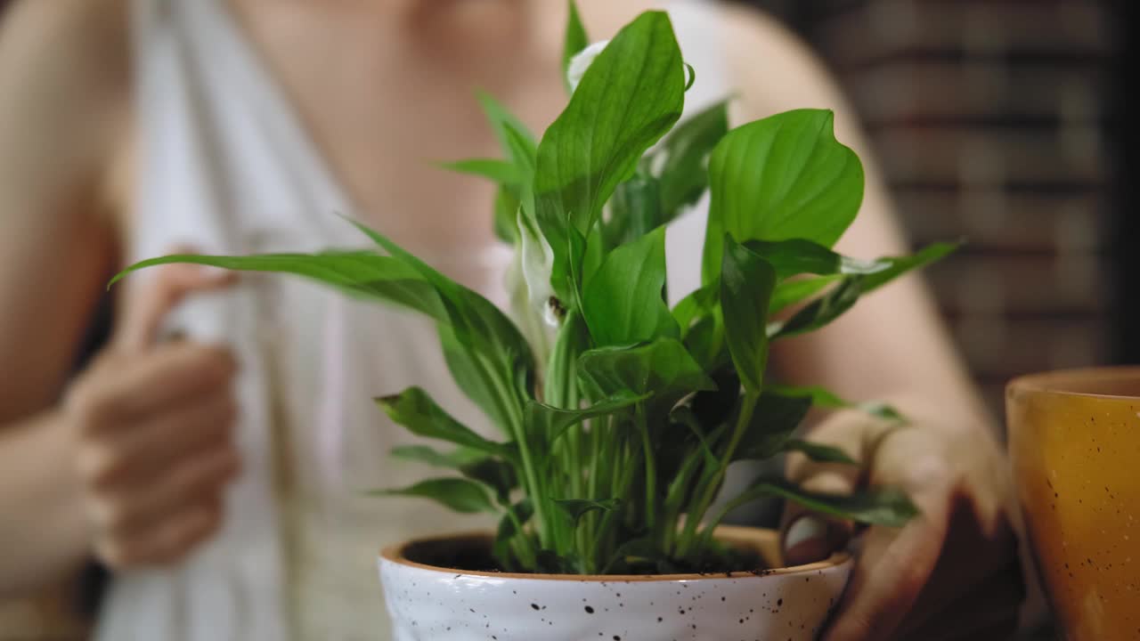 家庭植物护理。这个女人照顾鸡血藤视频素材