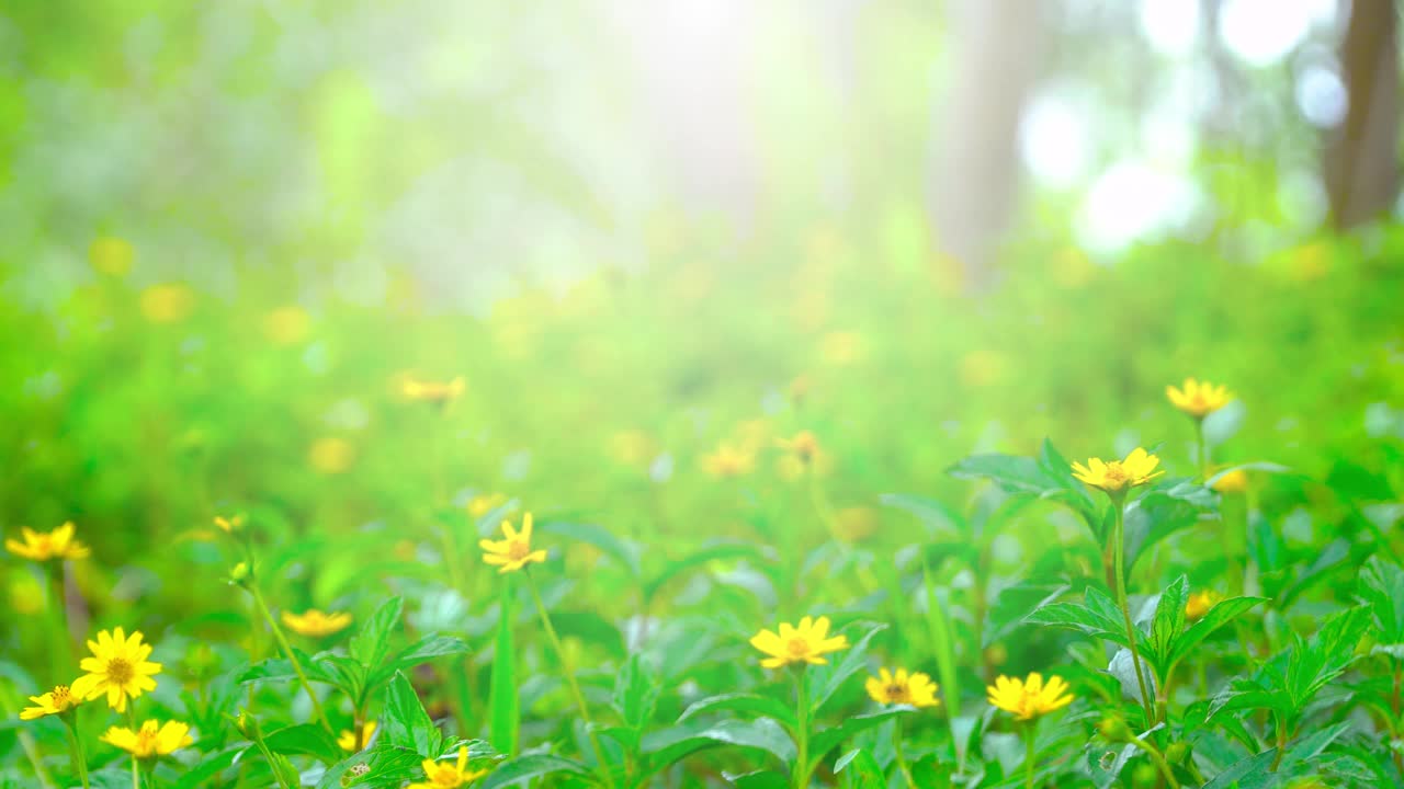 美丽的花园和鲜花在清晨的阳光下视频素材