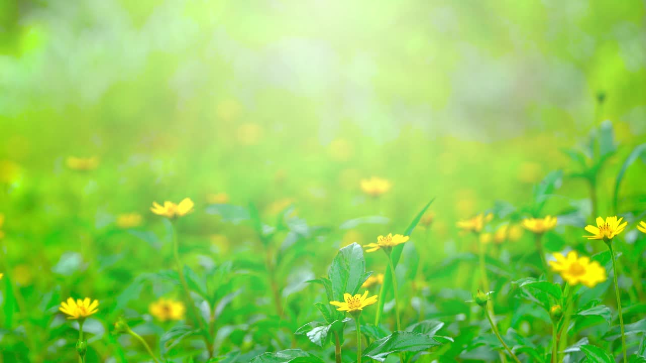 把花园里的花收起来视频素材