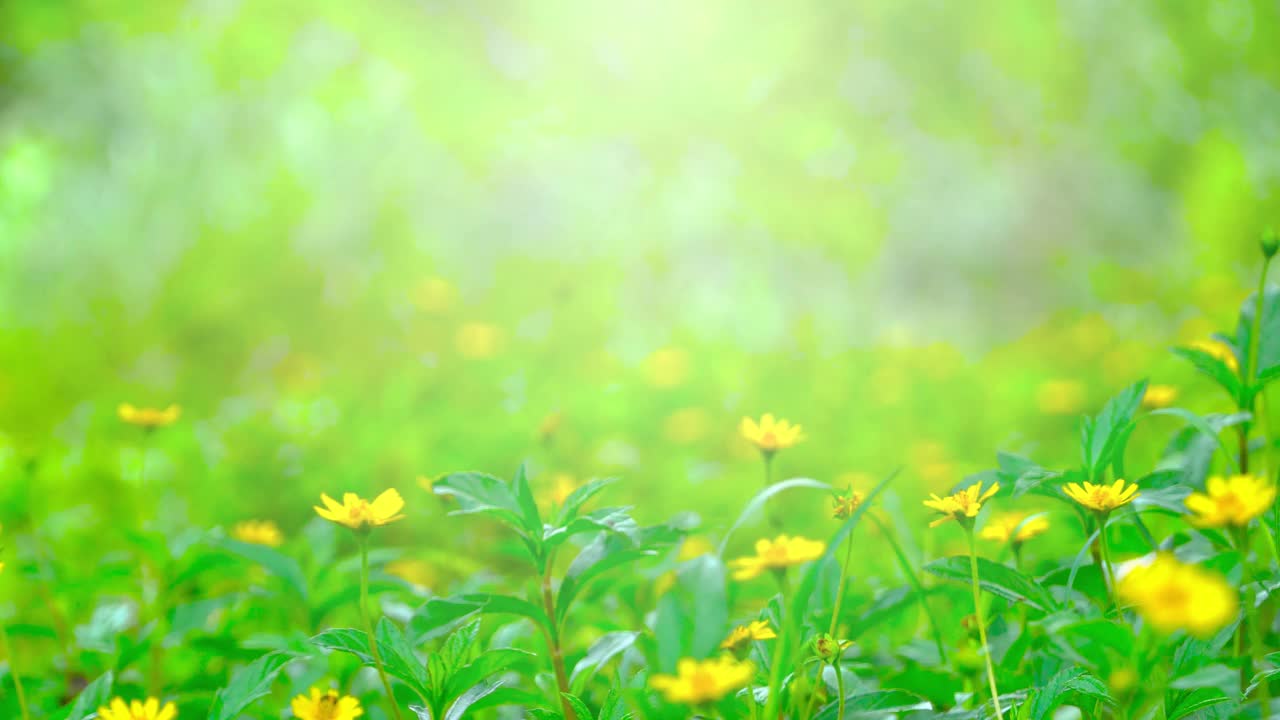 早晨拍摄草地和草的纹理在阳光下，绿色草甸的背景。视频素材