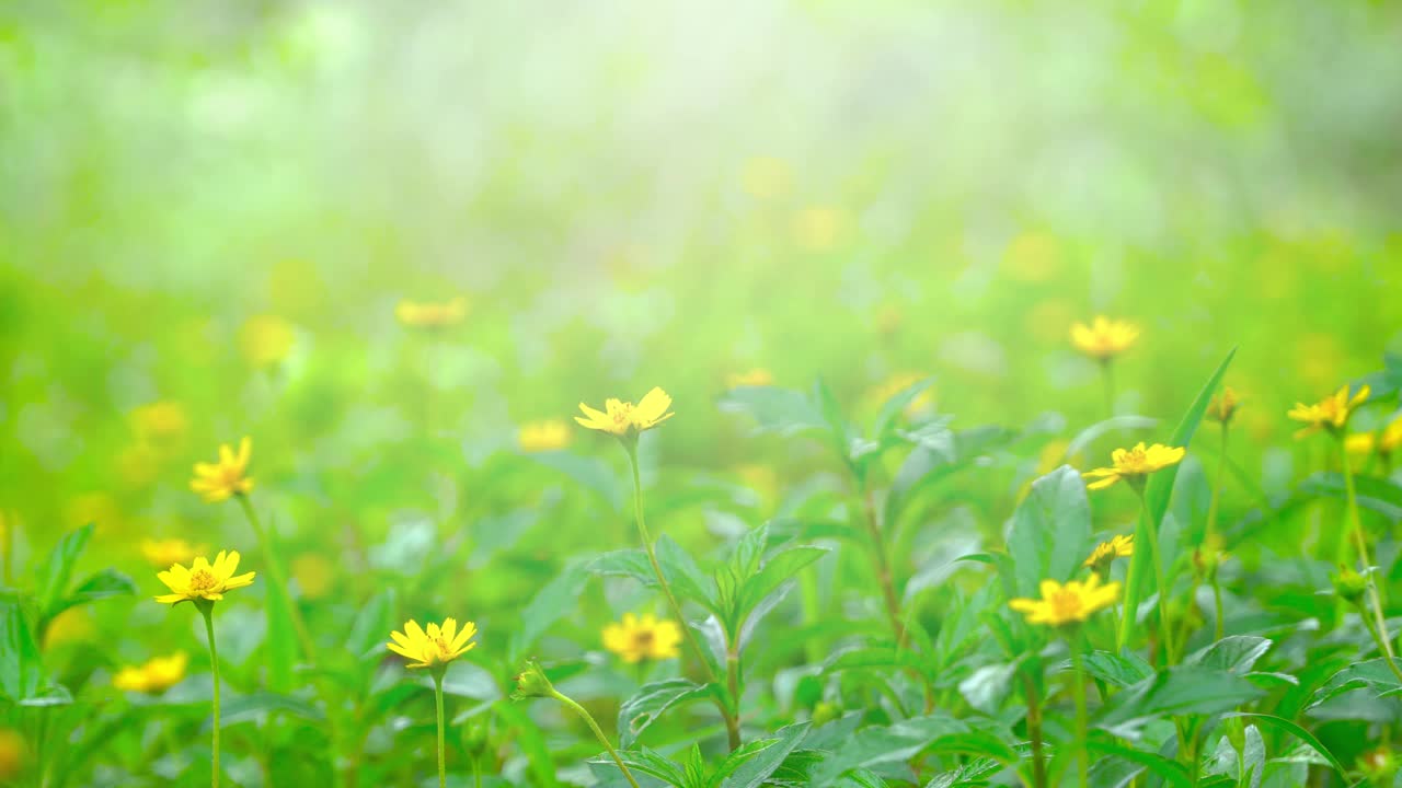 早晨拍摄草地和草的纹理在阳光下，绿色草甸的背景。视频素材