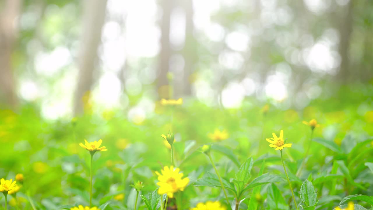 清晨拍摄在阳光下草地和草的纹理，绿色草地的背景。ร视频素材