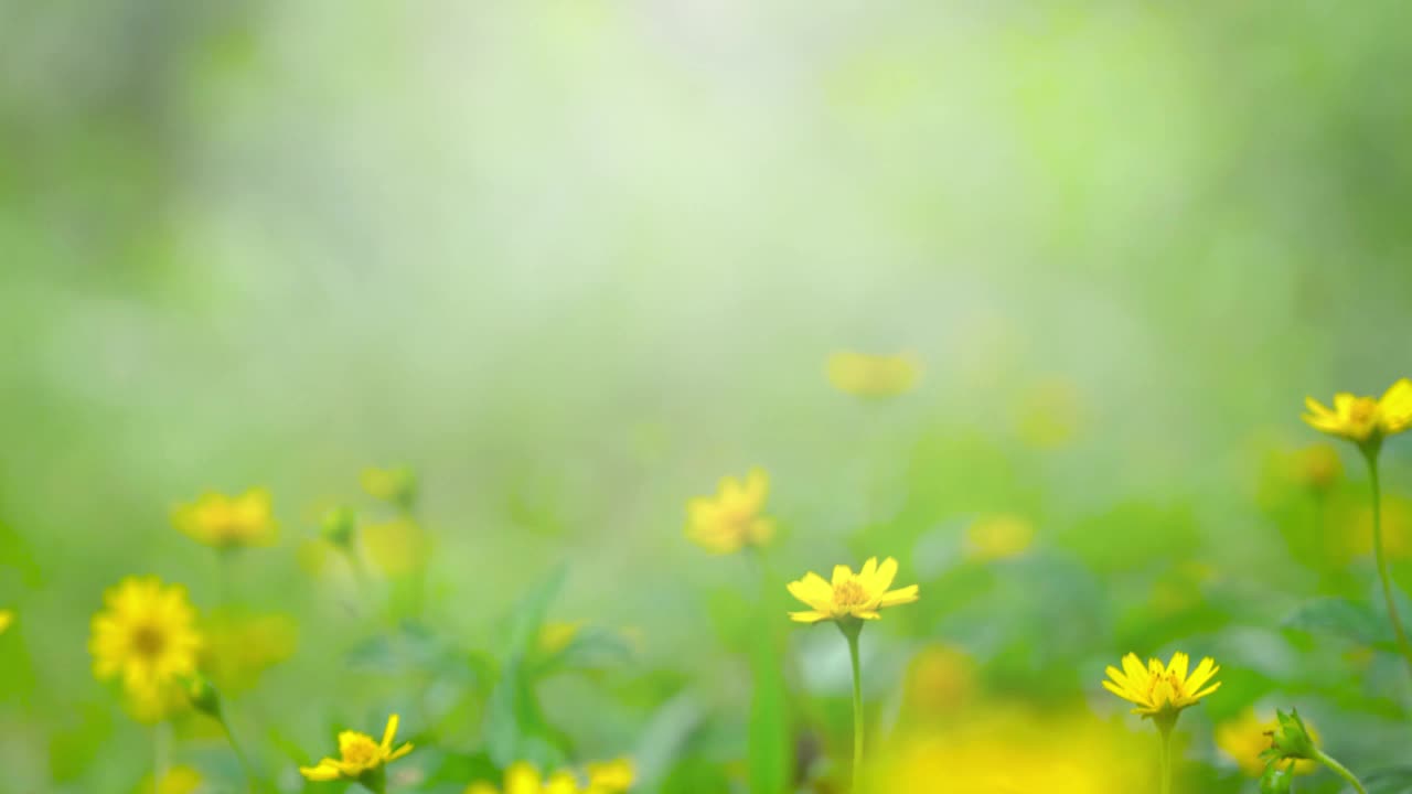 早晨拍摄草地和草的纹理在阳光下，绿色草甸的背景。视频素材