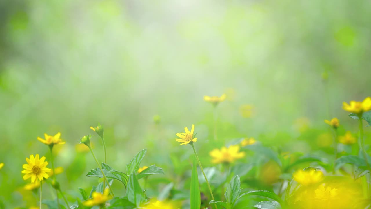 早晨拍摄草地和草的纹理在阳光下，绿色草甸的背景。视频素材