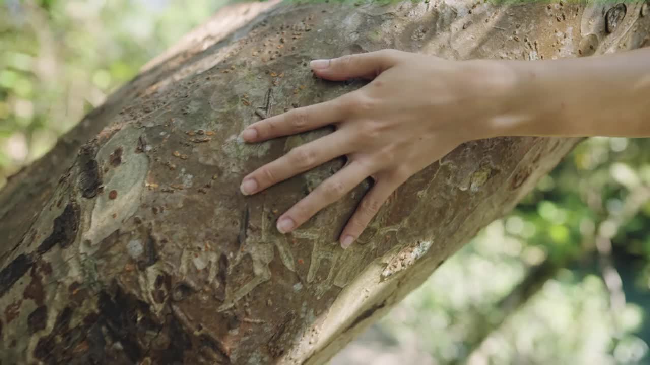 年轻女性用手触摸树干，保护地球环境的理念，自然资源，人类和植物，国家植物园，回归自然，徒步在炎热的阳光天气视频素材