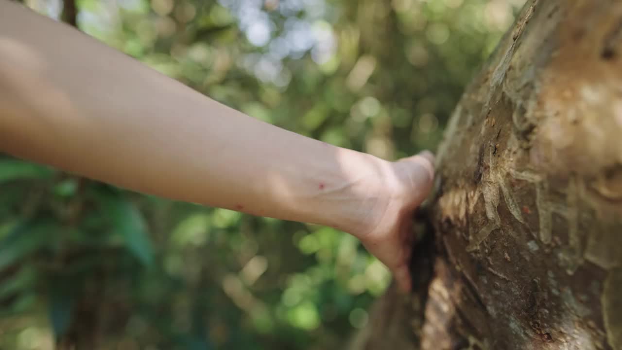 在阳光明媚的日子里，在森林里，女人的手抚摸着树干的树皮。触摸大自然，户外休闲追求。爱的本质。平静的卑微的放松。拯救地球绿色星球视频素材