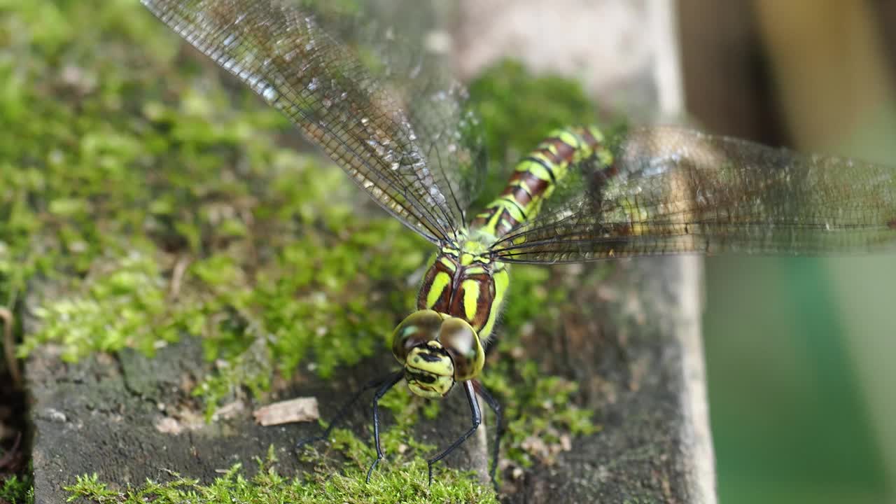 英国兰开夏郡莱顿莫斯的一只南霍克蜻蜓，Aeshna cyanea。视频素材