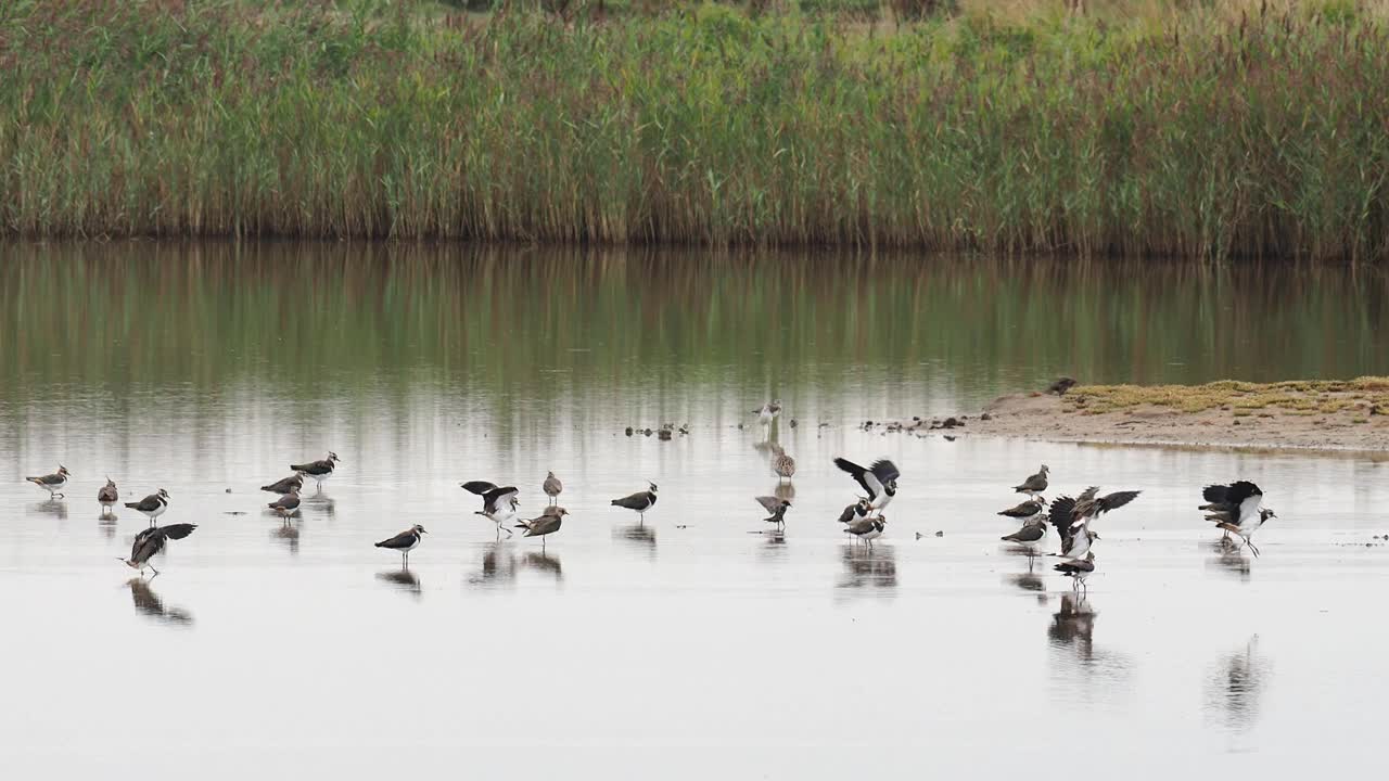 北田凫;Vanellus Vanellus;英国兰开夏郡雷顿莫斯的绿小腿、特林加星云、杓鹬、纽美纽斯。视频素材