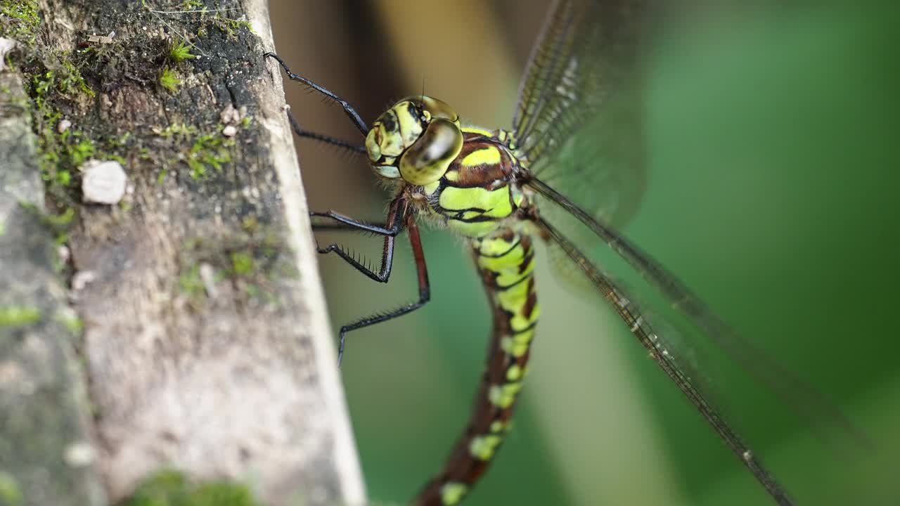 英国兰开夏郡莱顿莫斯的一只南霍克蜻蜓，Aeshna cyanea。视频素材