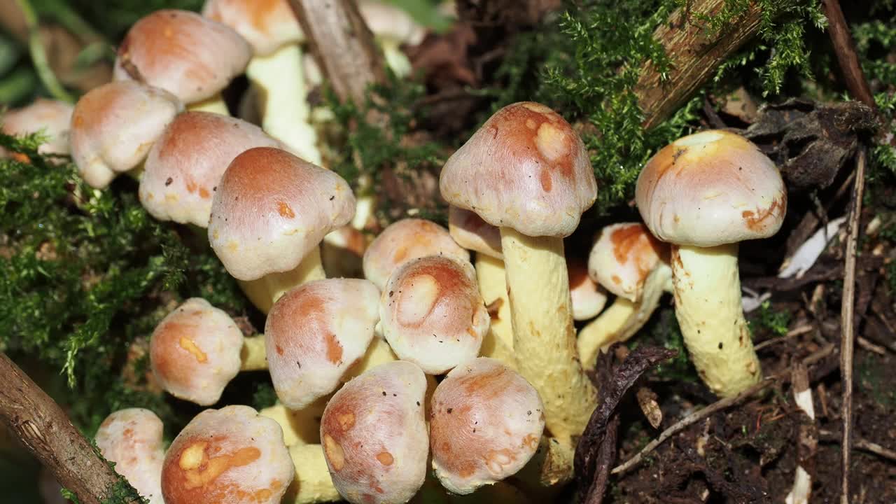 蜂蜜真菌生长在安布尔赛德，湖区，英国。视频素材