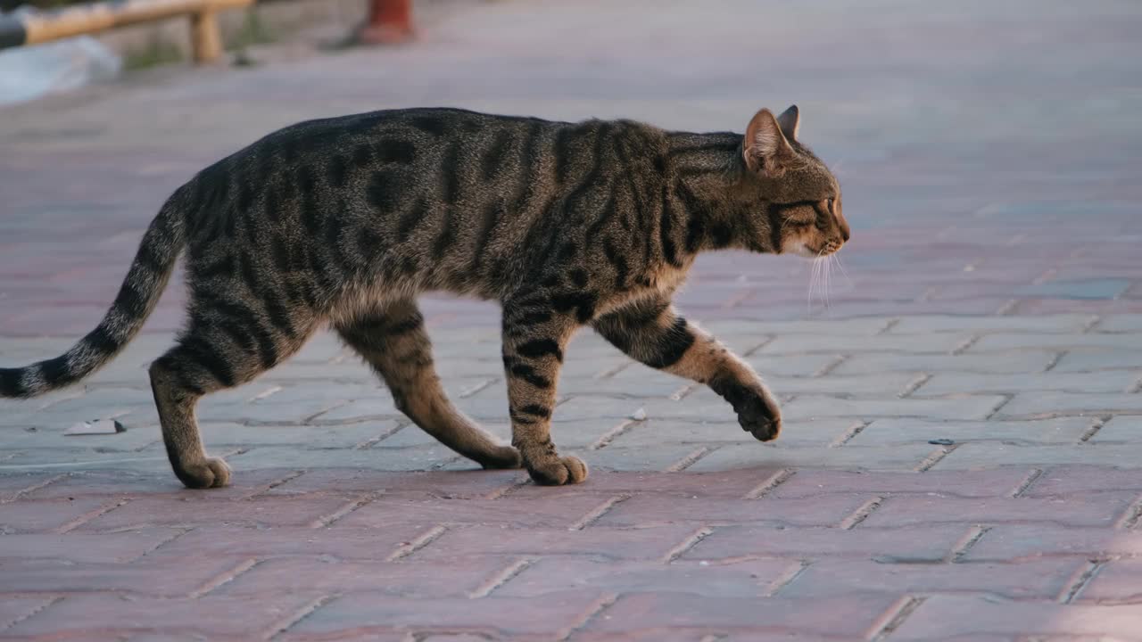 这只可爱的流浪猫一条腿受伤，正试图走出去。视频素材