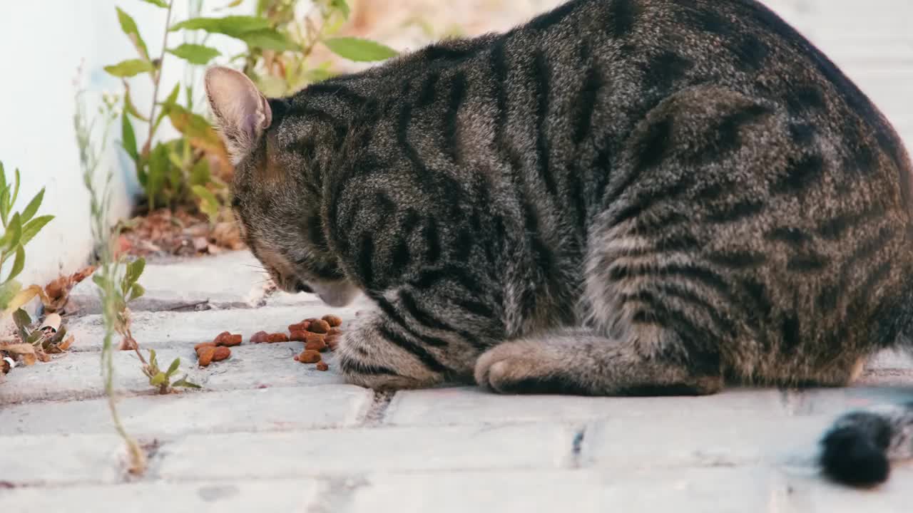 无家可归的流浪猫吃干猫粮。视频素材