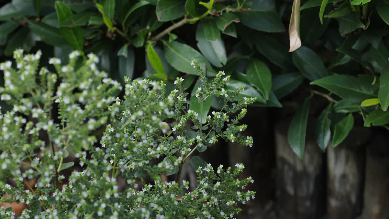 牛Origanum vulgant和蜜蜂视频素材