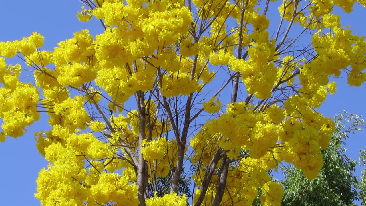 黄色的开花树映衬着蓝天。视频素材