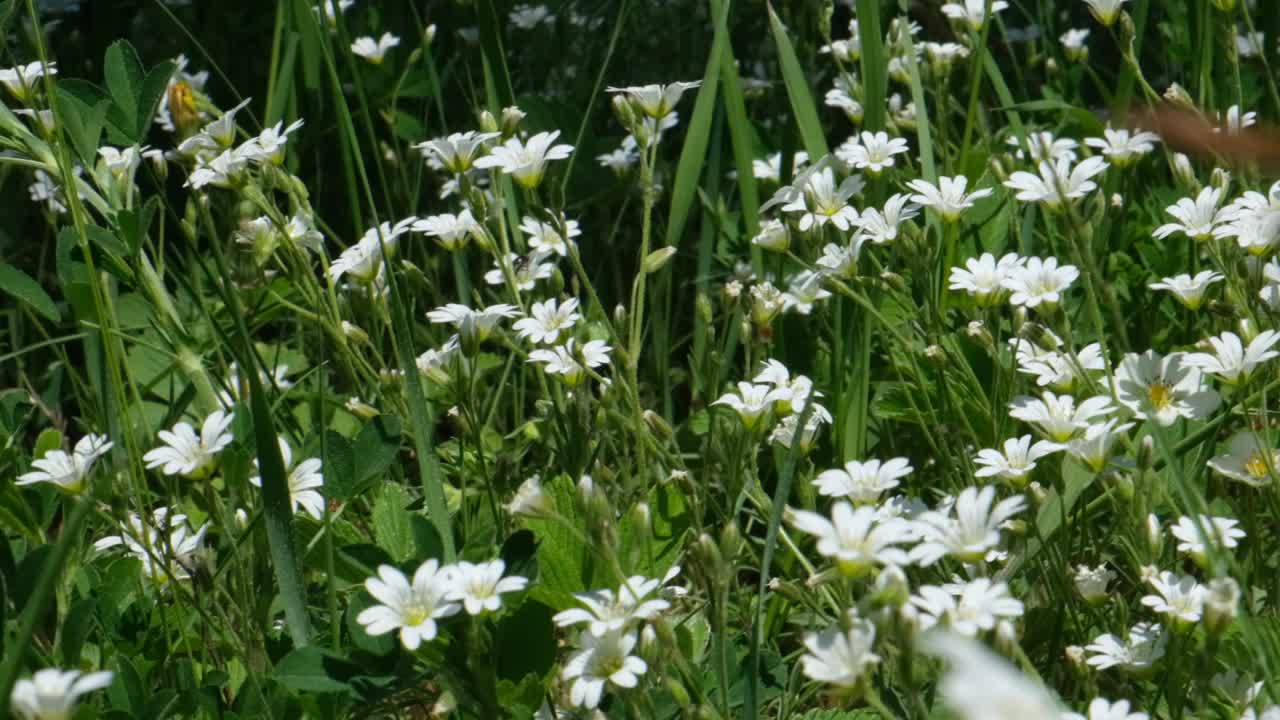 星号是石竹科开花植物的一个属。西伯利亚的本性。视频素材