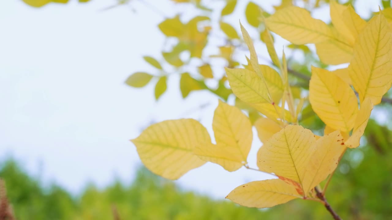 美丽的秋天，金灿灿的苹果树叶子在森林里随风摇曳。视频素材