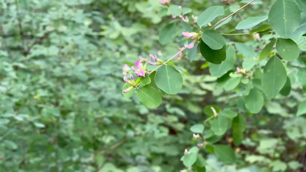 粉红色的花和绿色的叶子在风中摇曳视频素材