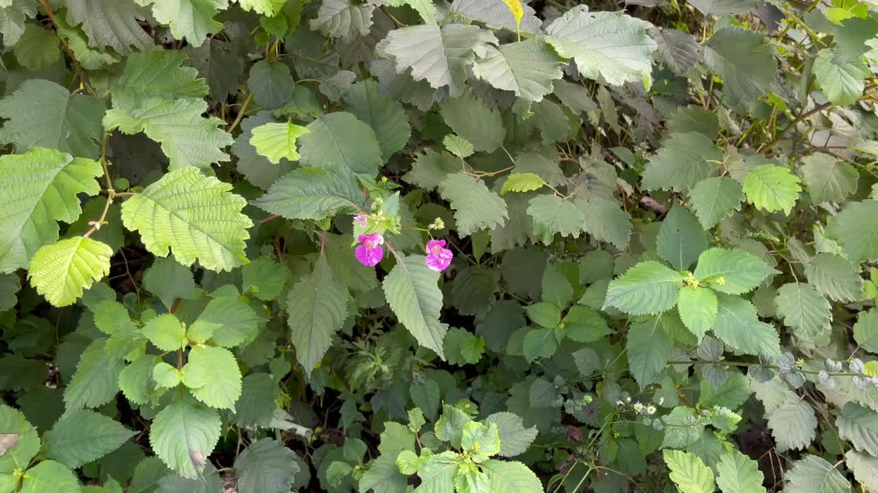 粉红色的花和绿色的叶子背景视频下载