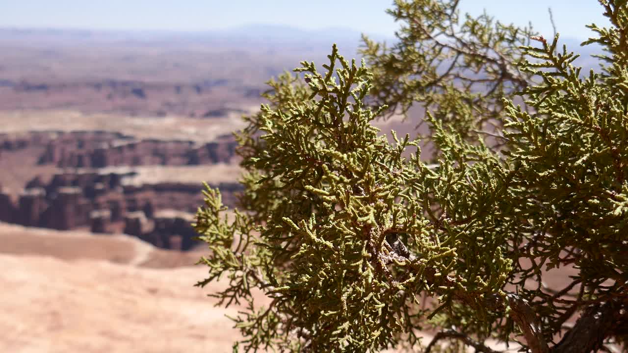 在峡谷地国家公园的背景下，在风中吹拂的灌木丛视频素材