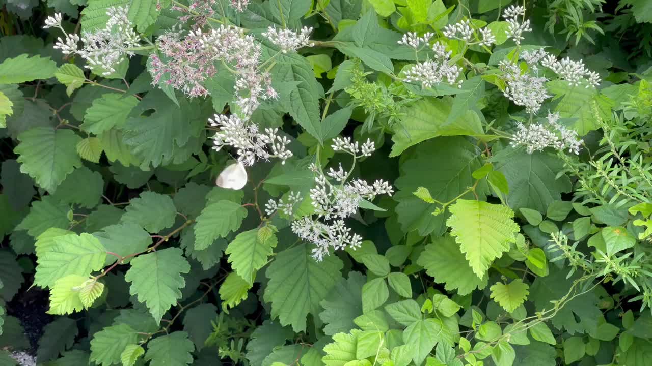 绿叶上有花，还有一只白蝴蝶视频素材