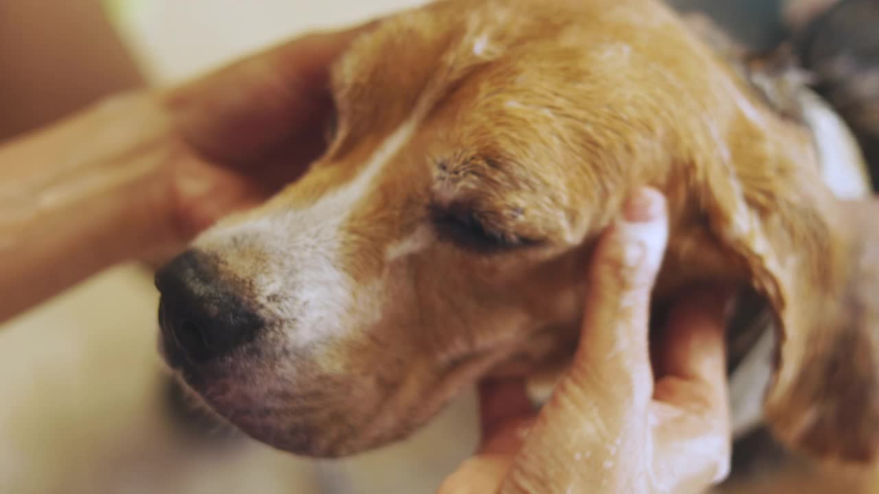 小猎犬的近距离和正面照片，女主人和她的女儿用手抚摸和按摩小猎犬的脸，表达了作为宠物的动物和人类之间的友谊和关系。视频素材