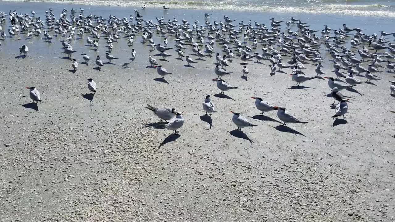 皇家燕鸥在海滩上无声无息视频素材