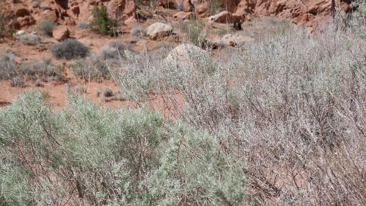 山艾树是沙漠植物中吹来的干旱景观视频素材