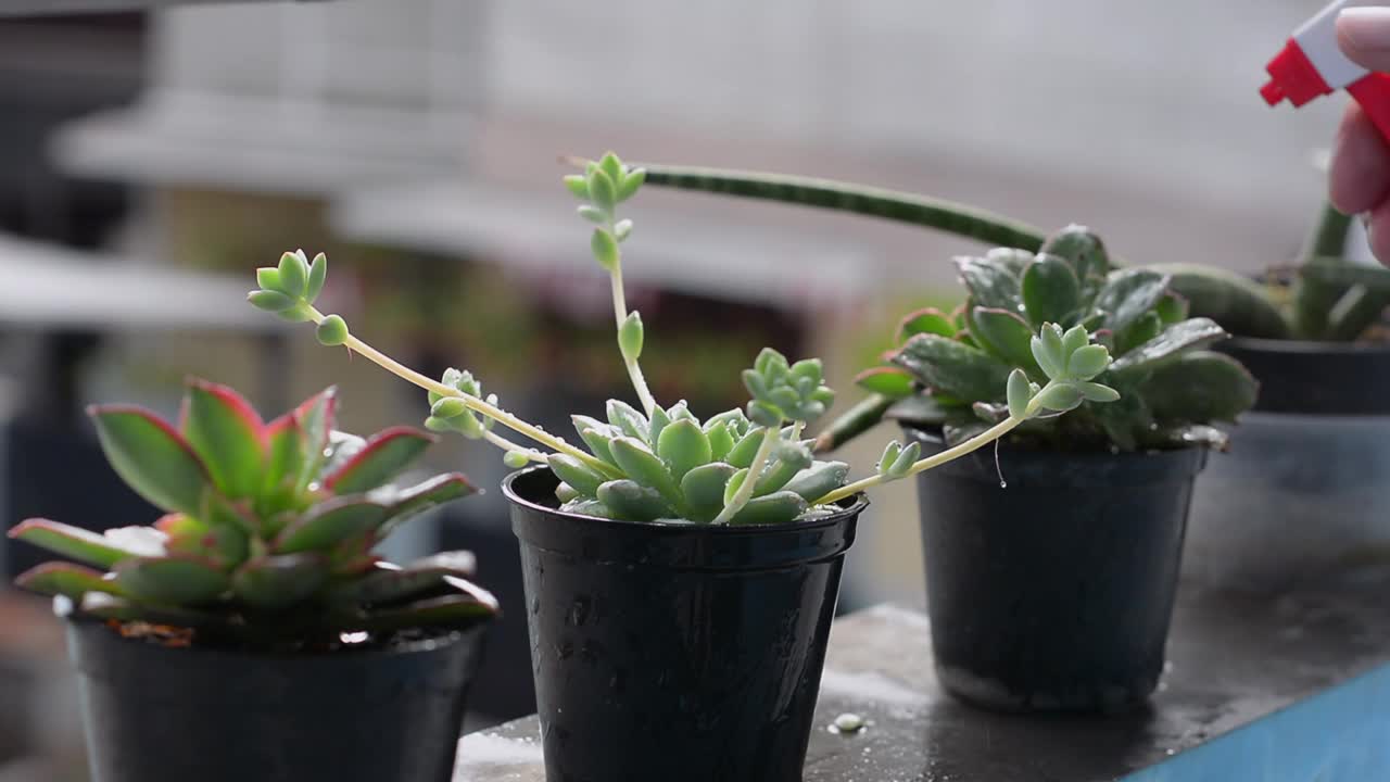 用手持喷雾器给花盆中的多肉植物浇水视频素材