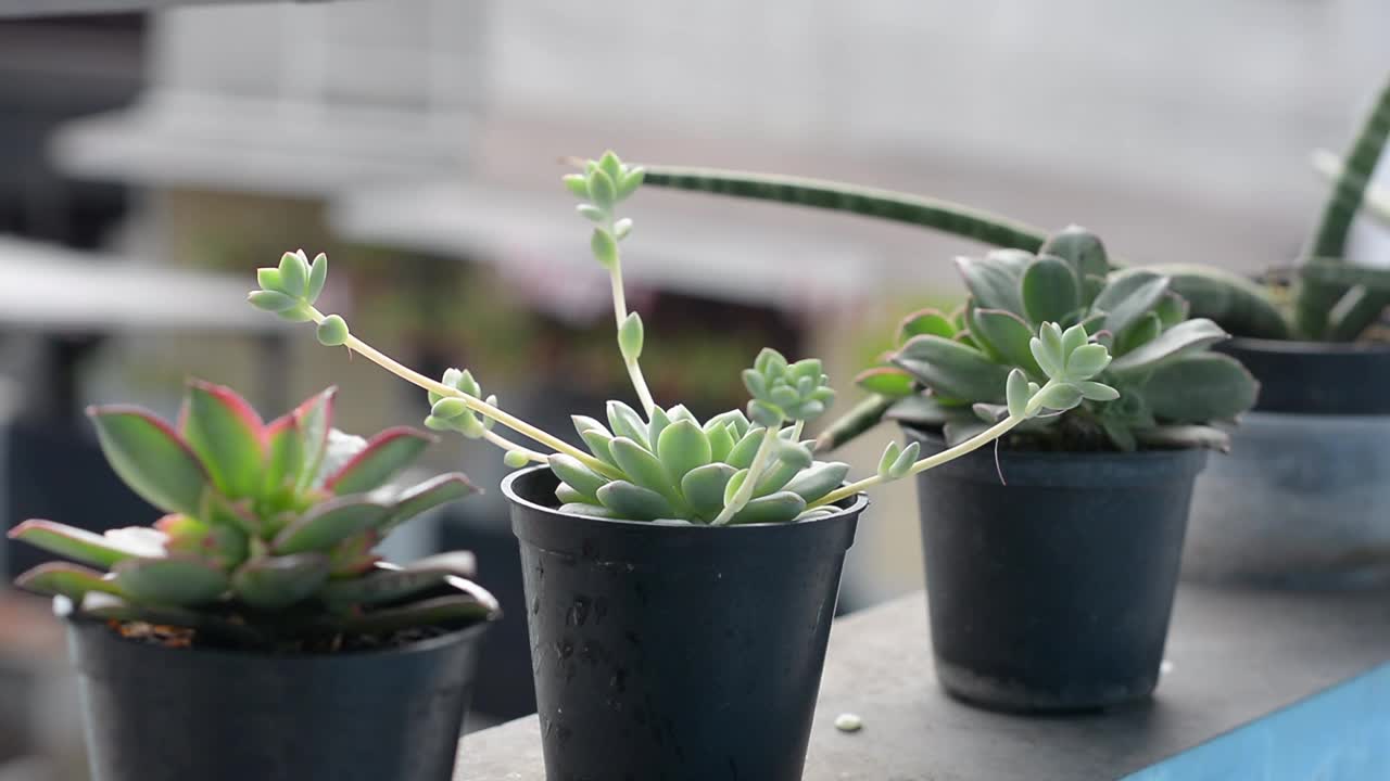 用手持喷雾器给花盆中的多肉植物浇水视频素材