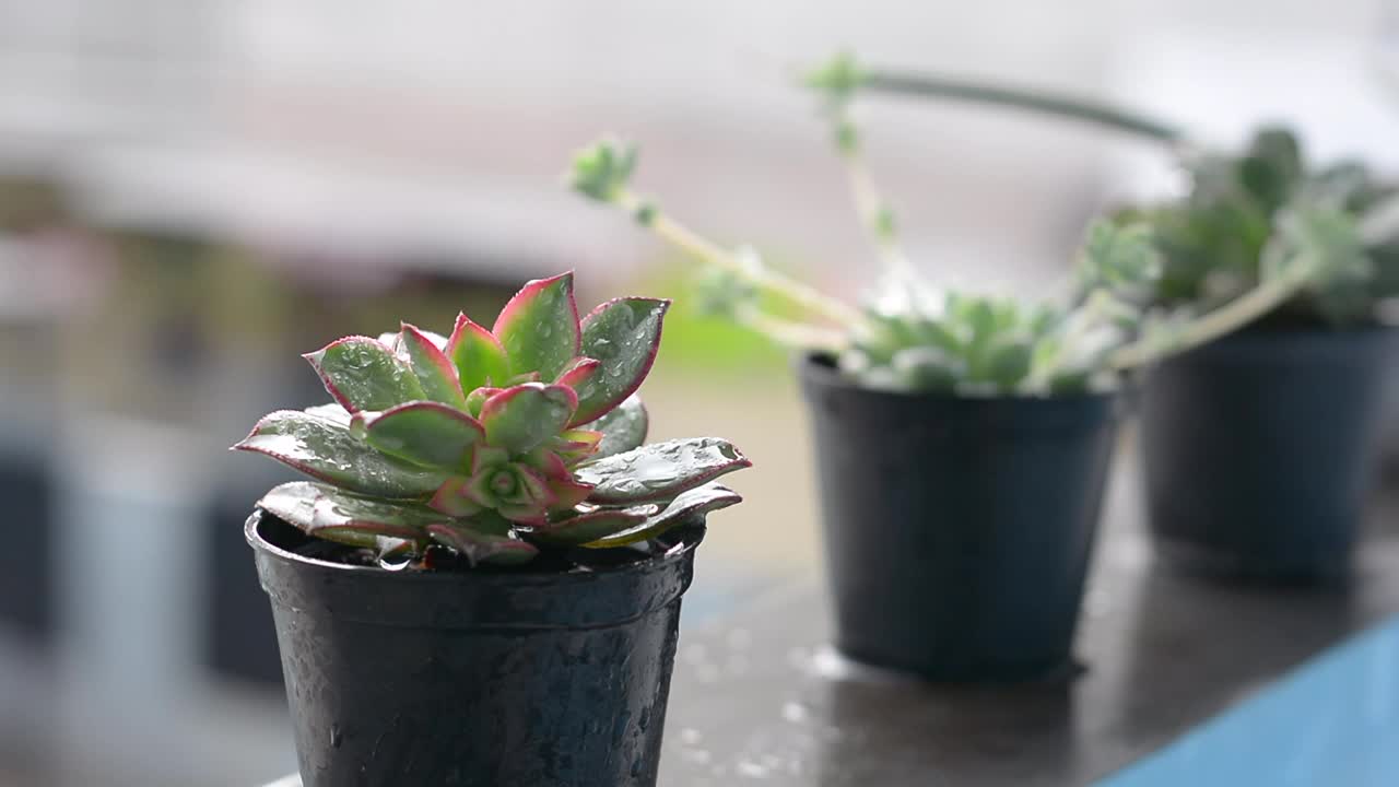 用手持喷雾器给花盆中的多肉植物浇水视频素材