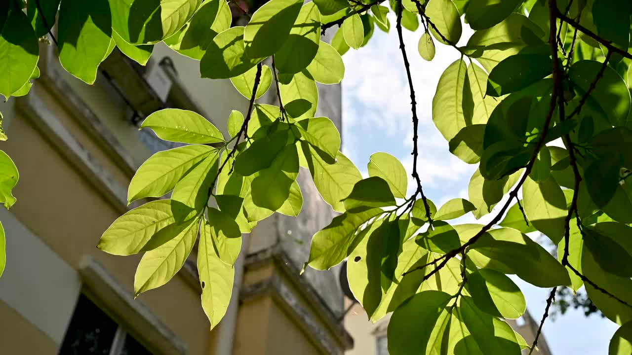 阳光从茂密的绿叶中穿透视频素材