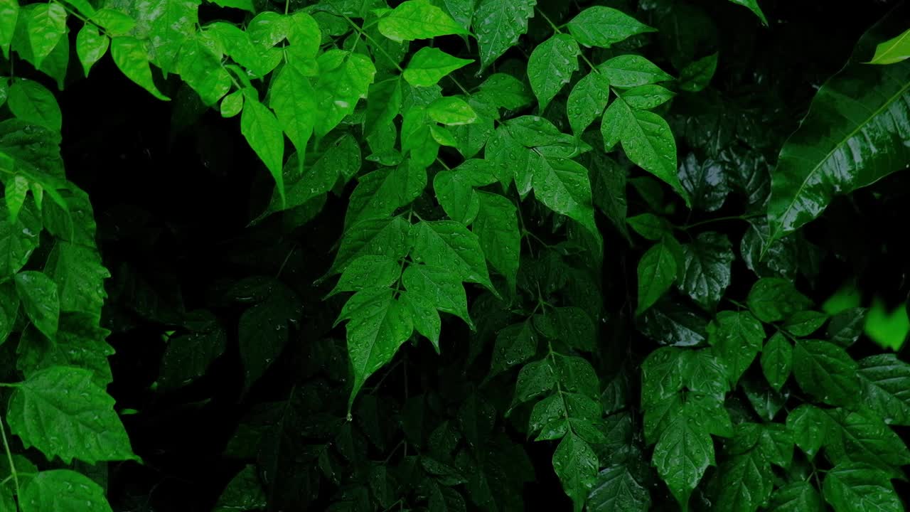 潮湿的绿叶上有雨滴和露珠在雨中飘动。视频素材