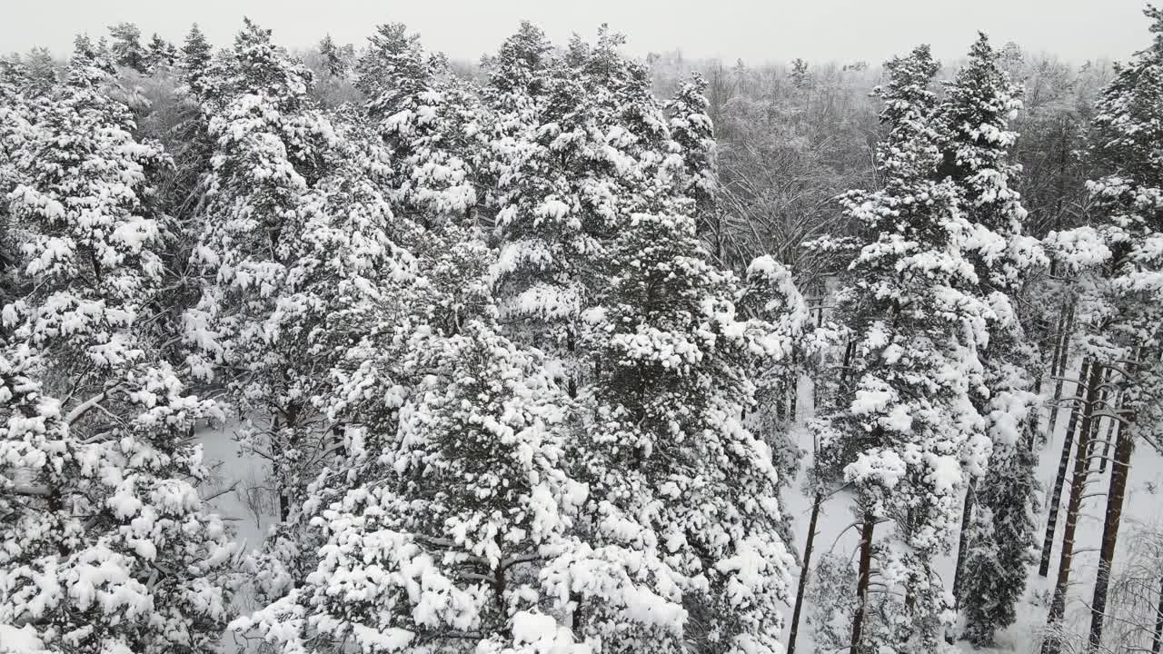 新年的冬天森林被美丽的白雪覆盖，鸟瞰。视频素材