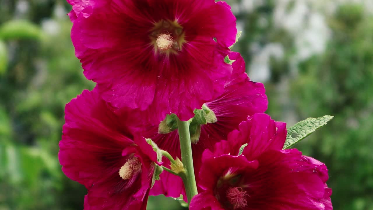 美丽的红色和粉红色的花朵生长在田野上。春夏自然风光。视频素材