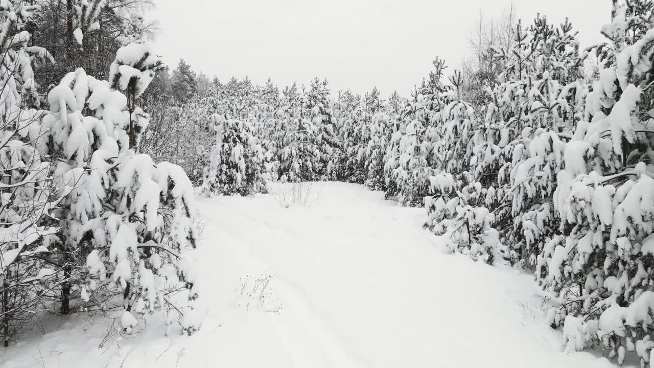 新年的冬季森林惊人地覆盖着雪，鸟瞰图。视频素材