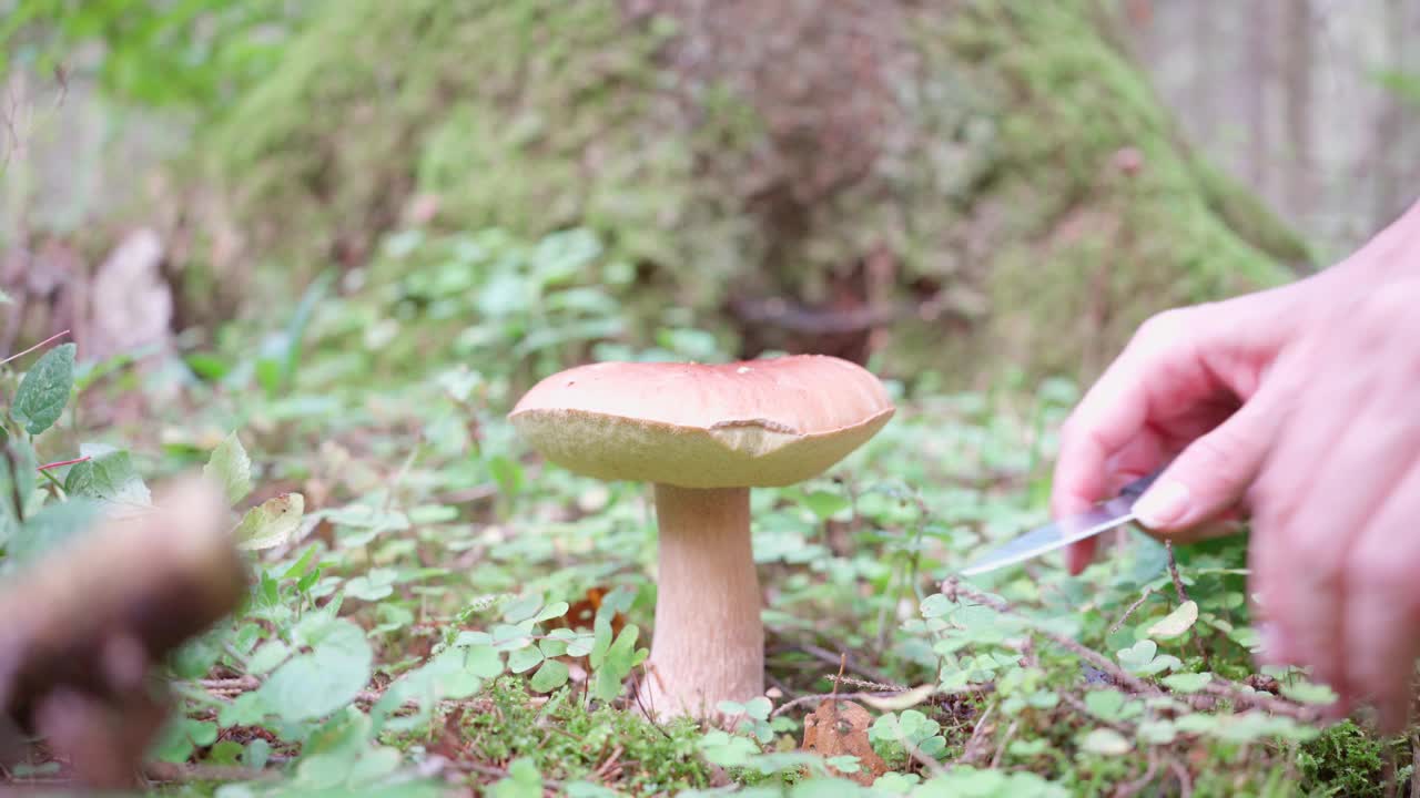 一个男人用刀切蘑菇。秋季采蘑菇收集。业余爱好的视频素材