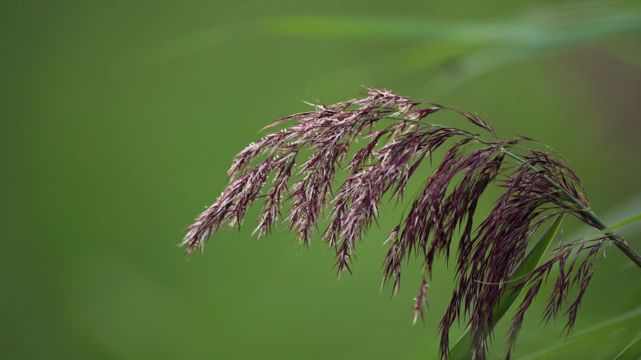 芦苇羽毛在绿色植物中点亮/甚至在绿色植物中点亮视频素材