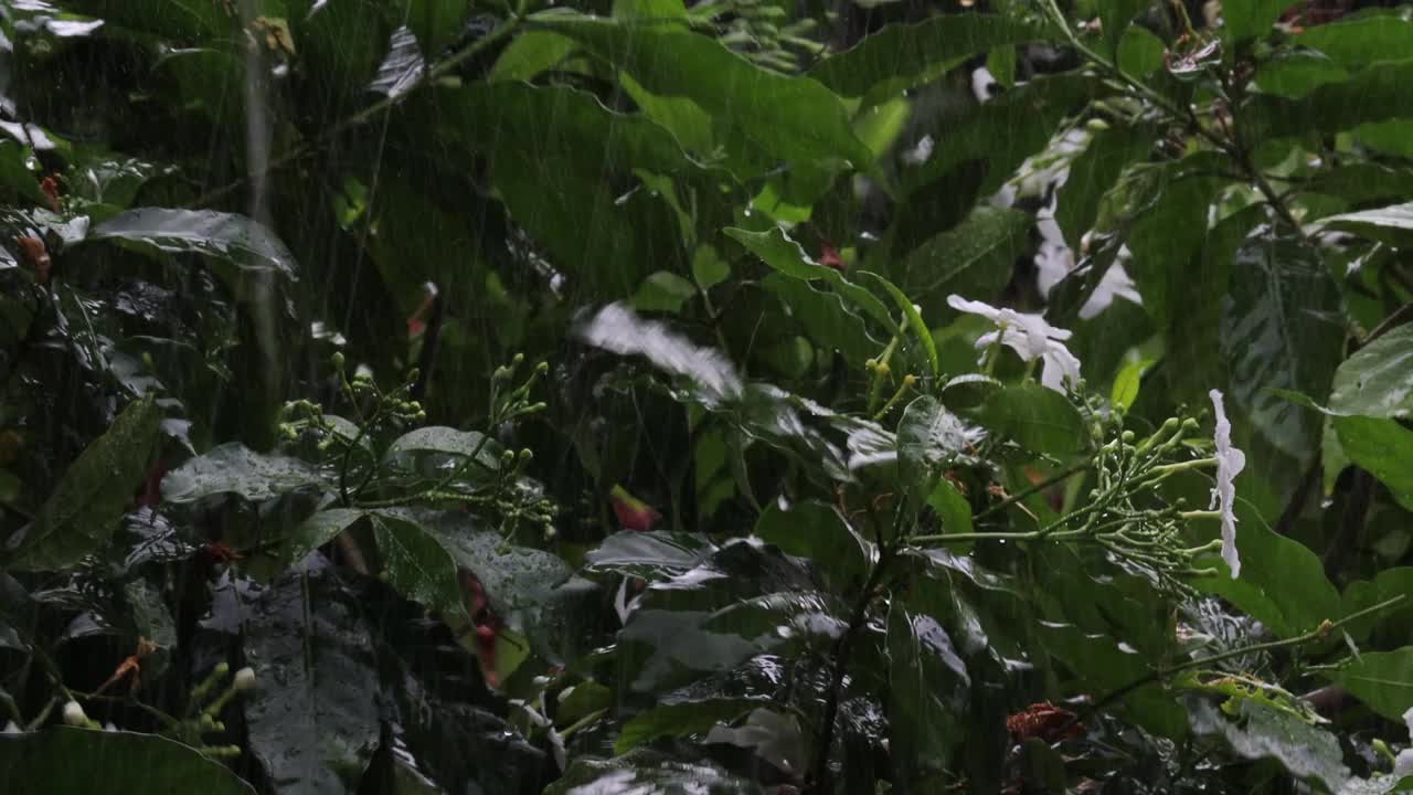 雨点落在茉莉花树上，白花和树枝被旋风摇动，季候风骤雨视频素材