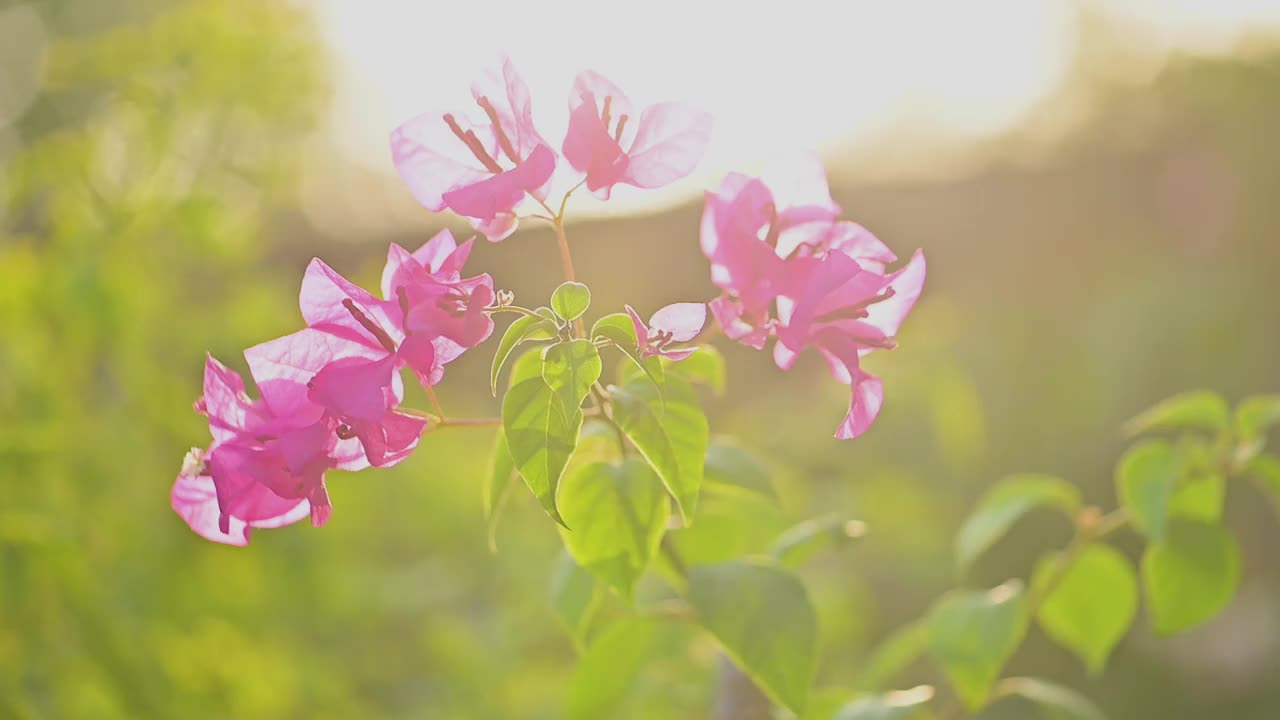 夕阳中，九重葛花在花园里盛开视频素材