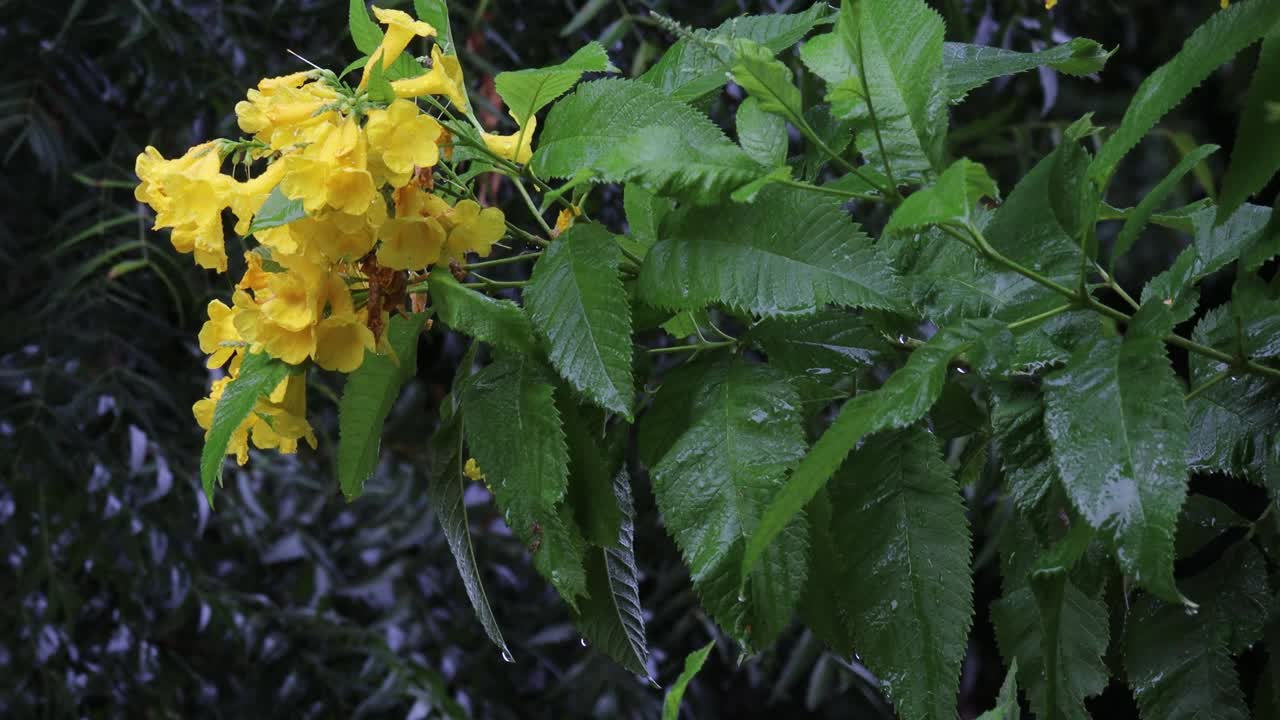 雨点落在绿色的树叶上。植物的叶子在一场大雨下与水珠在阳光的金色射线在夏天。新鲜多雨的夏天背景。视频素材