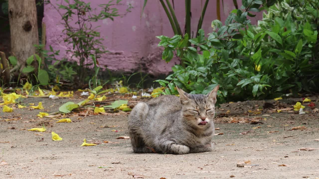 猫坐在镜头前惊讶地看着镜头。虎斑猫全身躺在地上视频素材