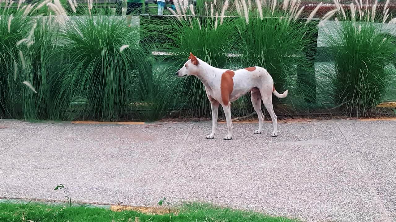 洛奇在花园巷散步的斗犬视频素材