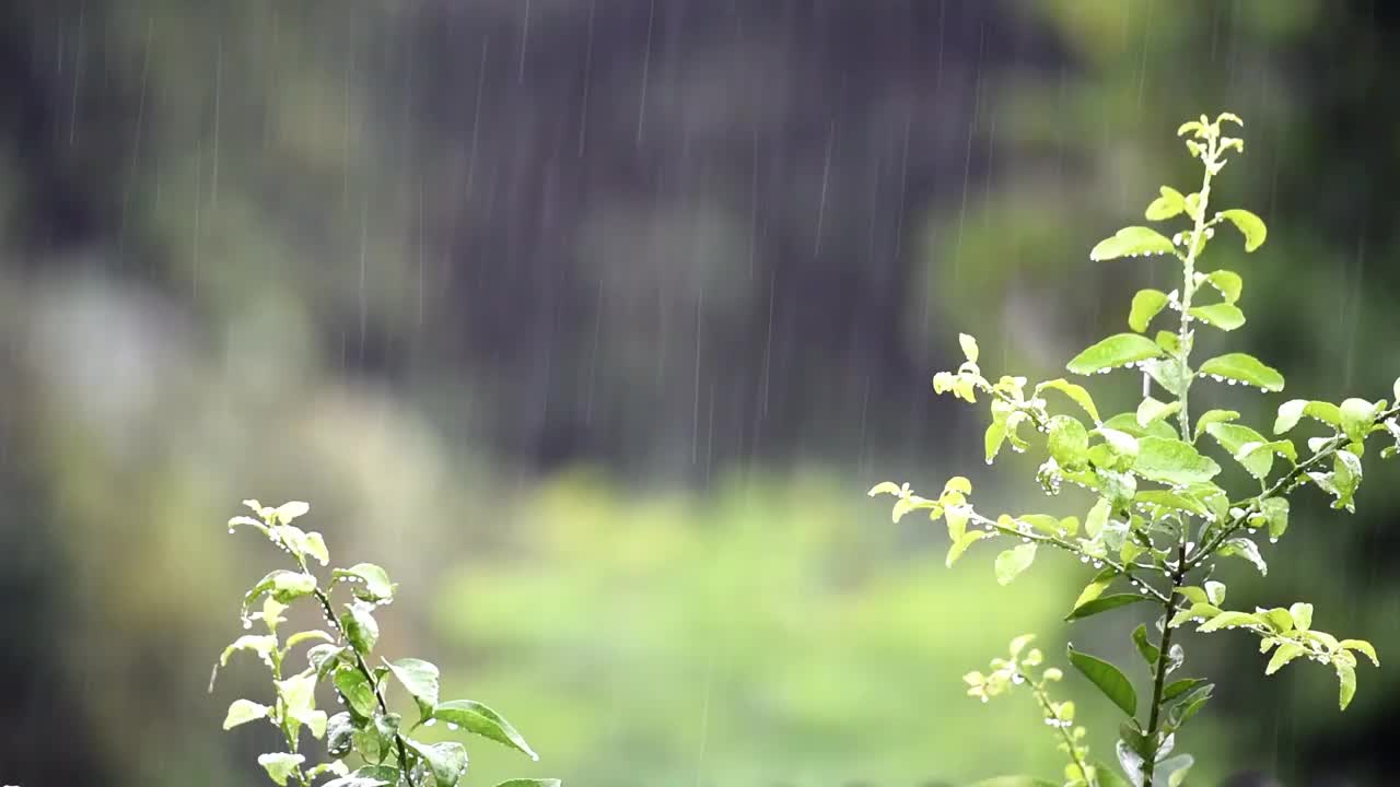 绿叶下的雨滴视频素材