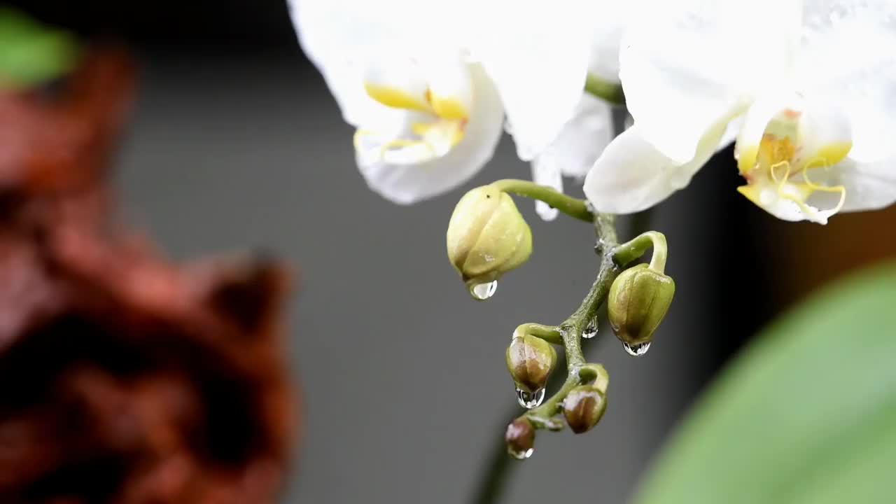 雨中白色兰花的特写视频素材