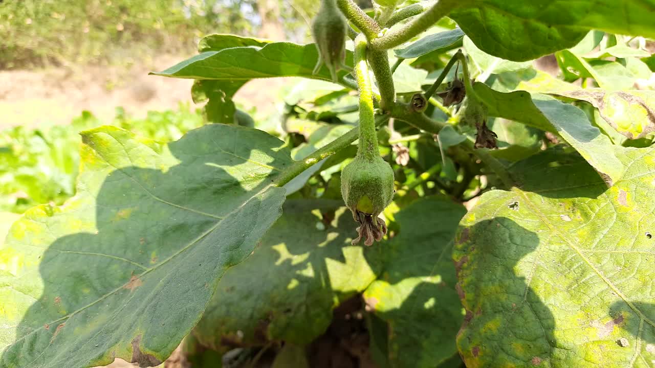 茄子花。视频素材