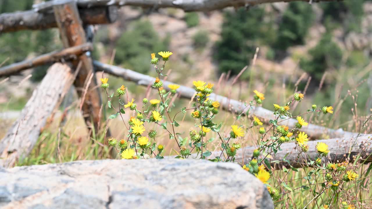 落基山国家公园里黄色的野花视频素材