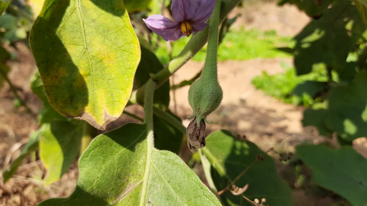 茄子花。视频素材