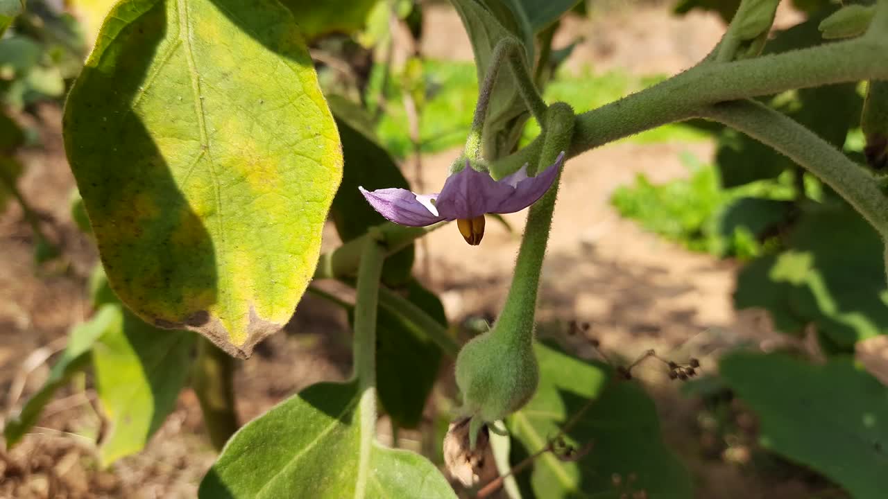 茄子花。视频素材