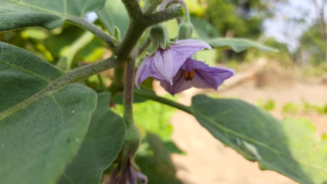 茄子花。视频素材