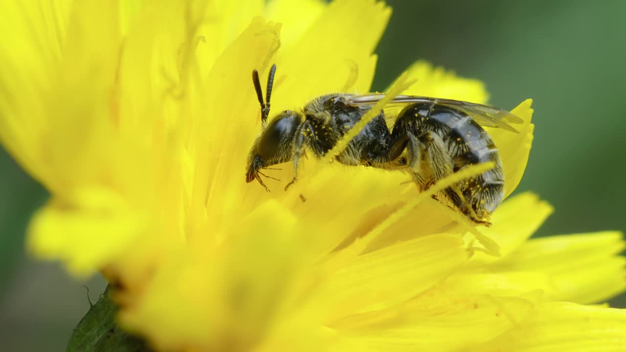 野蜜蜂在黄花上视频素材